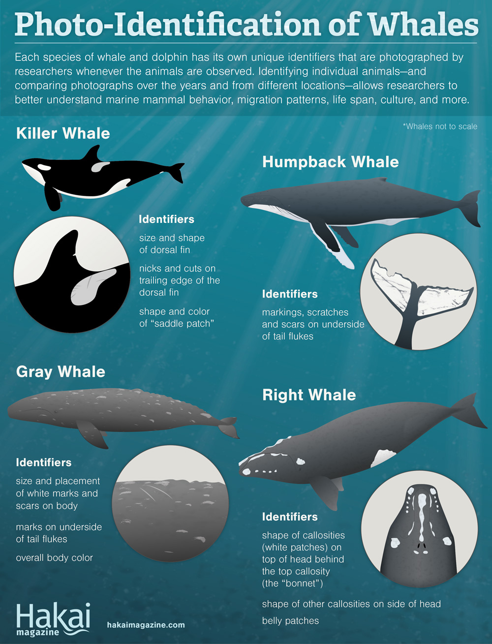 infographic on the photo-identification of whales