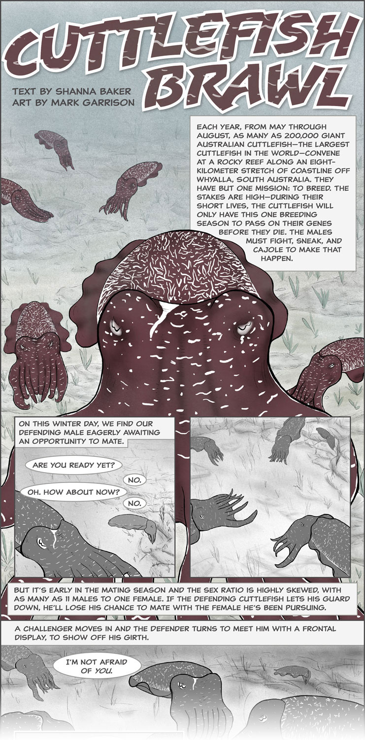 detail of a non-fiction comic about cuttlefish mating
