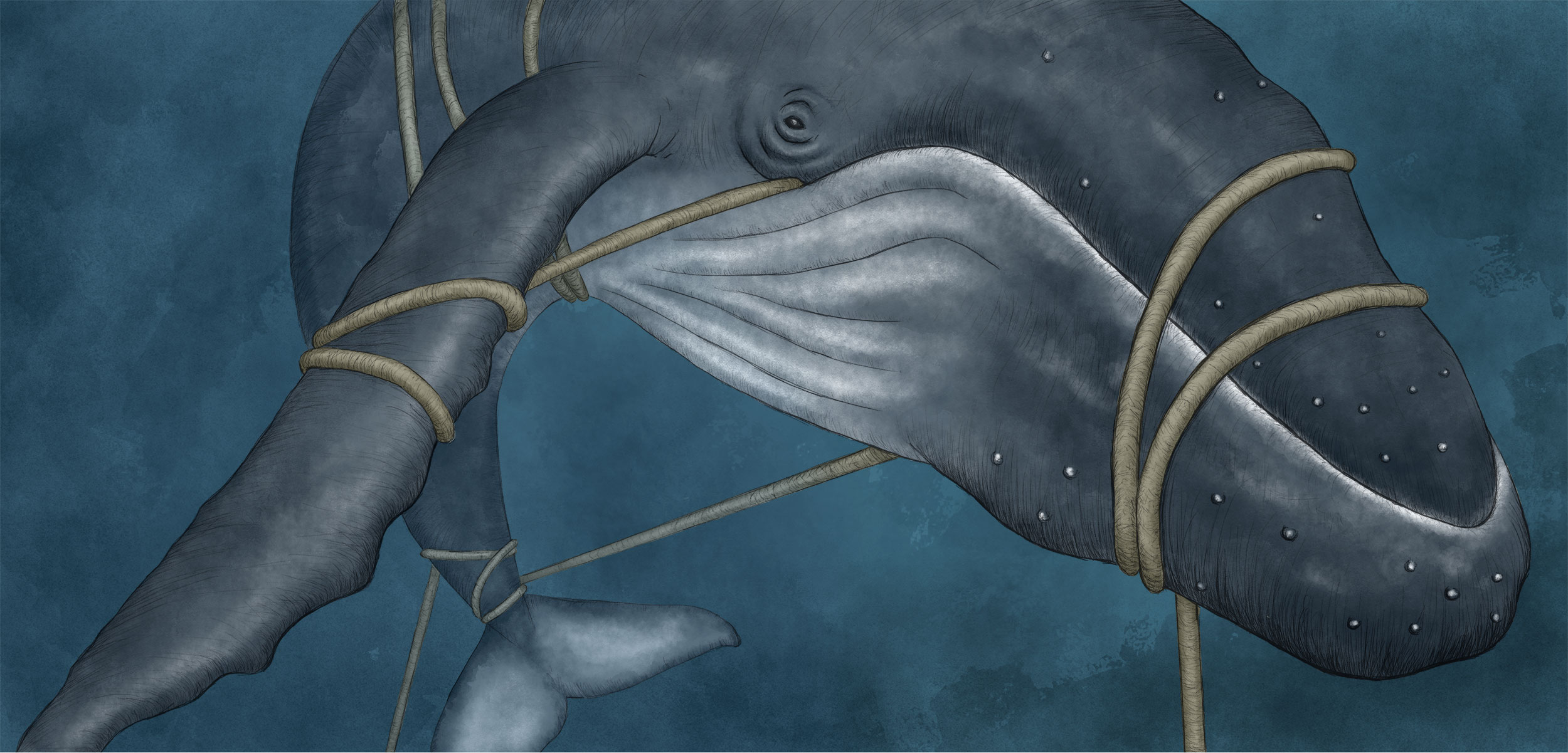 illustration of a humpback whale entangled in fishing gear