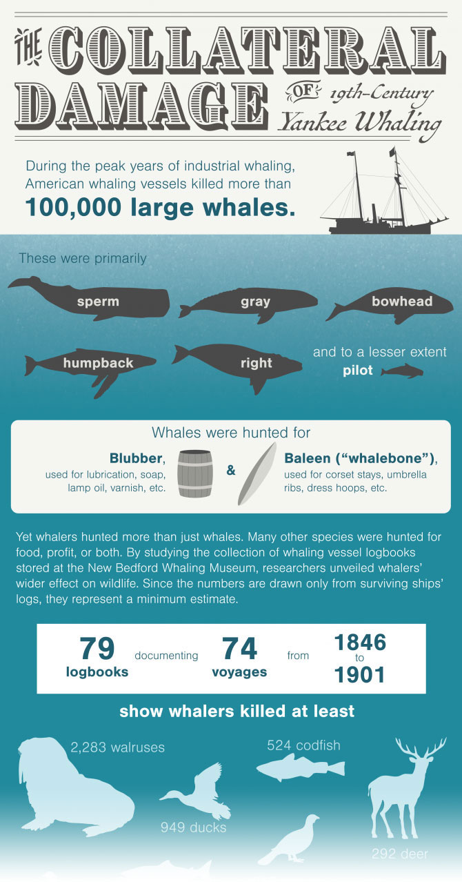 infographic about yankee whaling
